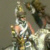 SY NG SY Dragoon Icon